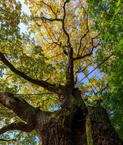 Farbe Natur Herbst Foto Einer Alten Eiche Mit Einem Massiven — Stockfoto