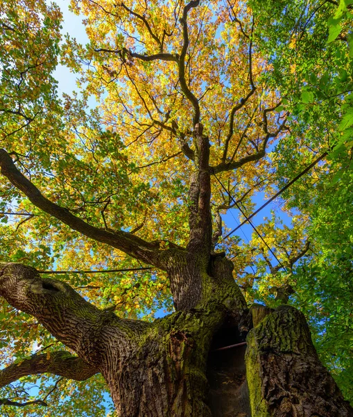 Farbe Natur Herbst Foto Einer Alten Eiche Mit Einem Massiven — Stockfoto