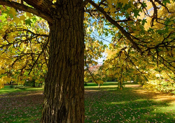 Цветная Открытая Фотография Парка Американским Стораксом Желтыми Зелеными Листьями Солнечный — стоковое фото