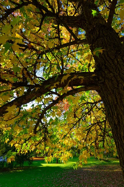 Farbfoto Eines Parks Freien Aufgenommen Unter Einem Amerikanischen Storax Mit — Stockfoto