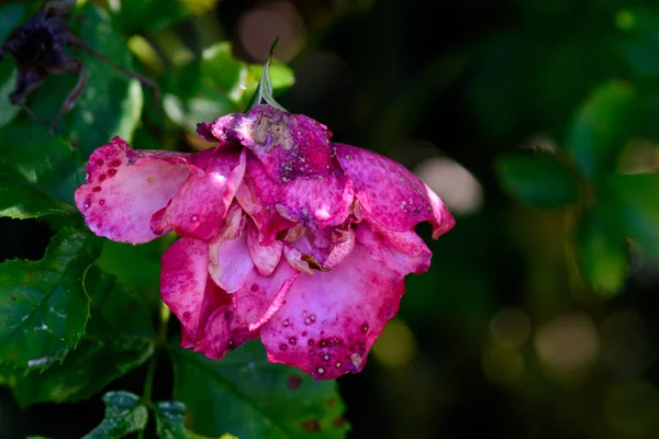 Cor Livre Floral Macro Flor Retrato Uma Única Flor Rosa — Fotografia de Stock