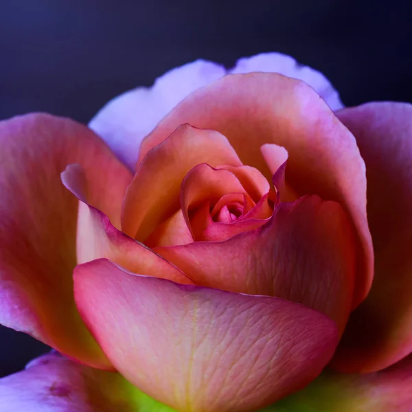 Натюрморт Изобразительного Искусства Цветок Макро Портрет Одного Изолированного Фиолетовый Розовый — стоковое фото