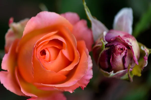 Bodegón Arte Color Macro Retrato Par Flores Rosas Jóvenes Color — Foto de Stock