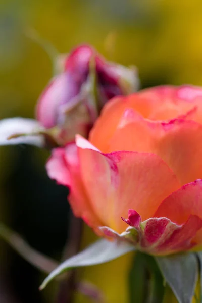 orange red blooming rose blossom, still life fine art outdoor color macro flower portrait with a narrow focus / depth of field on the front petal on blurred natural background on a sunny day