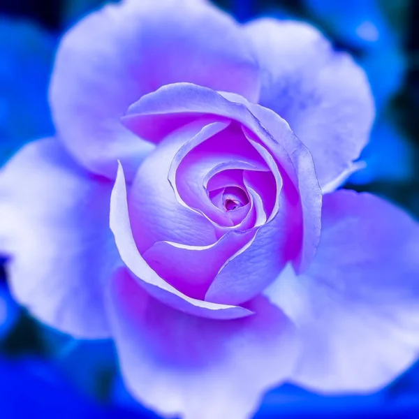 超现实主义静生活美术色彩宏花图像的单一孤立的紫粉粉红色年轻的玫瑰花朵在模糊的蓝色背景与详细的纹理 — 图库照片#