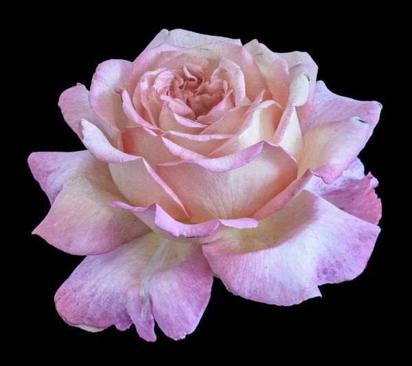 カラー静物花の花マクロの肖像画は 単一の孤立した白い紫色の咲く開いて繊細なフィリグリー細かなピンクの白いバラの花を黒の背景に まろやかなトーンで詳細な質感で開花 — ストック写真