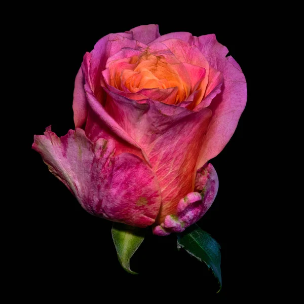 Цветочный Натюрморт Цветочный Макро Портрет Одного Изолированного Фиолетового Оранжево Розового — стоковое фото