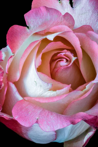 Couleur Nature Morte Floral Macro Fleur Portrait Une Fleur Isolée — Photo