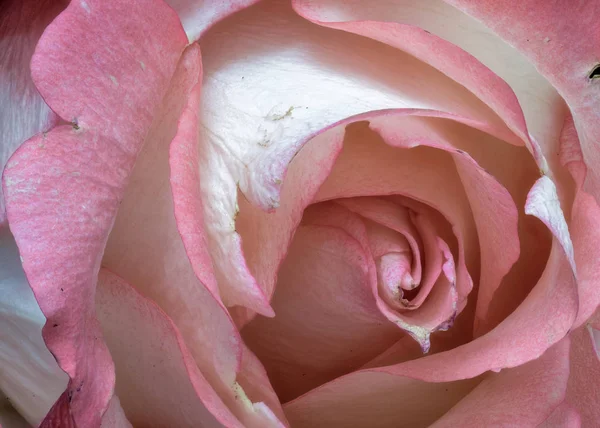 Farbe Stillleben Feine Kunst Florale Makroblume Porträt Des Inneren Einer — Stockfoto