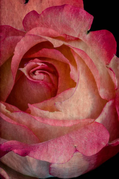 Couleur Nature Morte Macro Portrait Floral Une Seule Fleur Rose — Photo