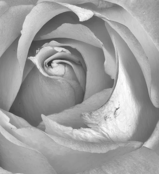 Fine art still live monochrome macro flower portrait of the inne — Stock Photo, Image