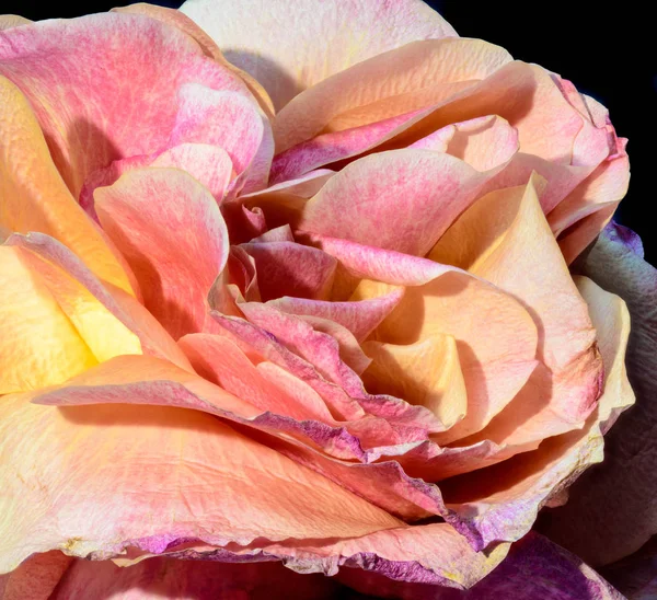 Bela Arte Ainda Vida Floral Cor Abstrato Macrofotografia Pétalas Rosa — Fotografia de Stock
