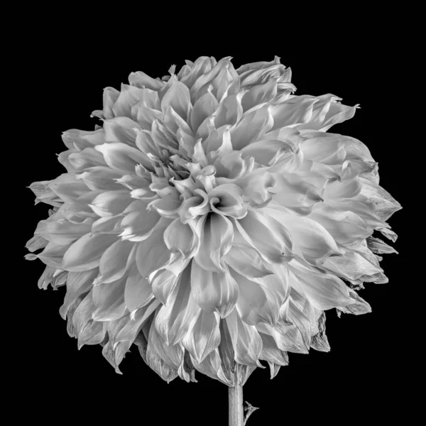 Черно Белый Цветочный Макро Портрет Одинокого Цветущего Цветущего Цветущего Цветущего — стоковое фото
