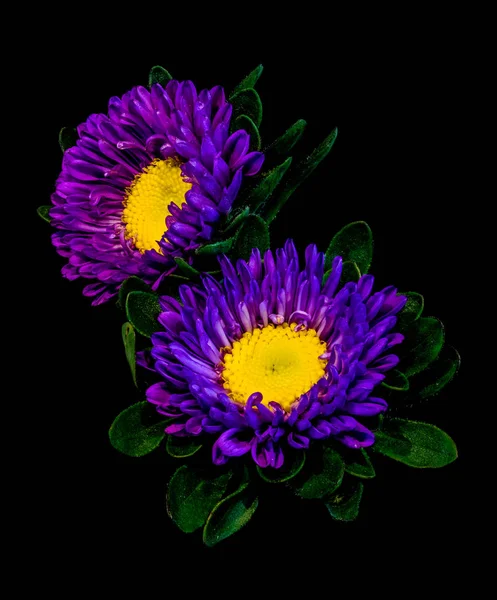 Fine art floral color macro of two violet yellow china aster blossoms with green leaves isolated on black background in vivid colors