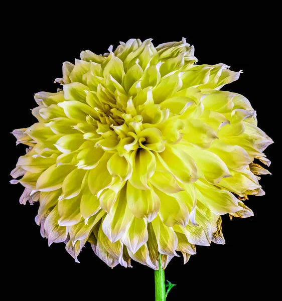 Beaux Arts Still Life Floral Color Flower Macro Portrait Single — Photo