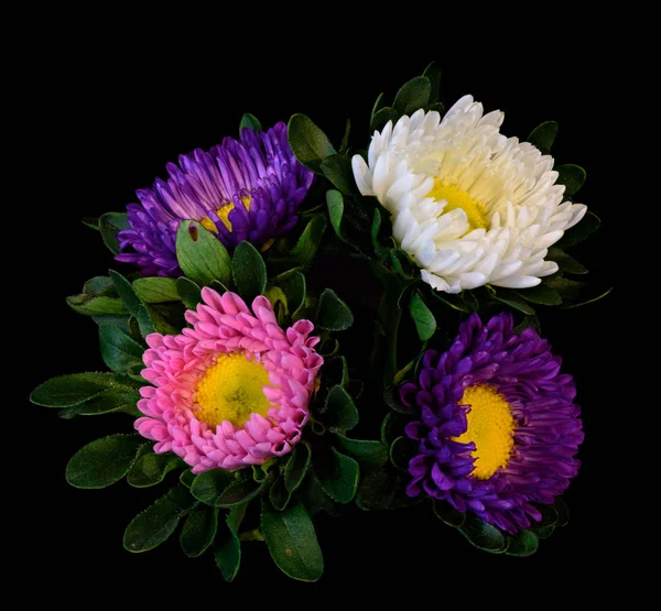 Fine art floral color macro of a quartet of pink white violet yellow china aster blossoms with green leaves isolated on black background in vivid colors