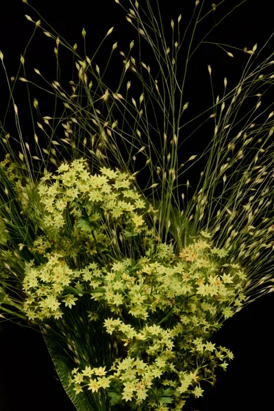 Still life fine art delicate floral color image of yellow green blossoms and grass in an abstract graphical manner