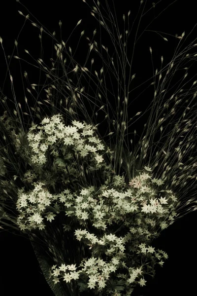 Still life fine art delicate monochrome photo of light blossoms and grass in vintage graphical painting style