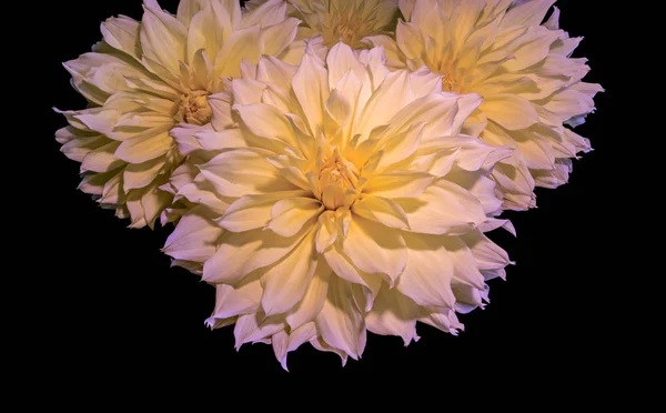 Fine art still life macro color flower portrait of four lush yellow white violet blooming large cactus dahlia blossoms isolated on black background in bright sunshine