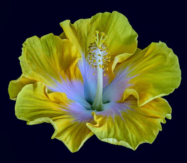 Color hibiscus blossom macro portrait of a single isolated bright yellow, green, pink white wide open bloom on blue background with detailed texture taken on a sunny summer or spring day