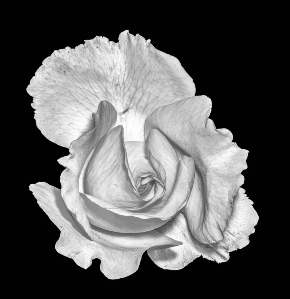 美术静香明亮的色彩宏肖像单独立开花白玫瑰花在黑色背景超现实主义复古绘画风格与详细的纹理 — 图库照片