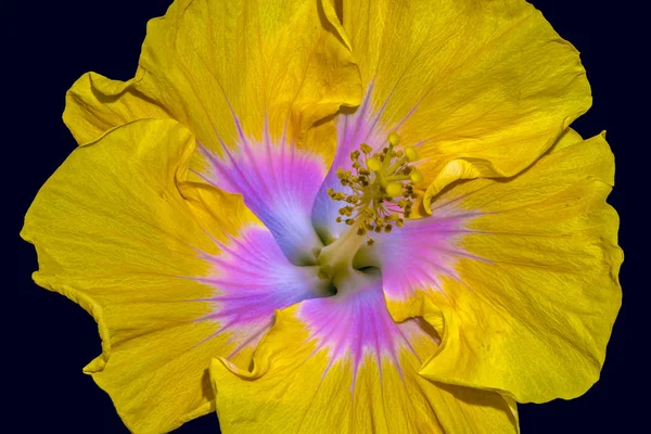 Fine Art Ακόμα Ζωή Floral Χρώμα Μακρο Λουλούδι Προσωπογραφία Ενός — Φωτογραφία Αρχείου
