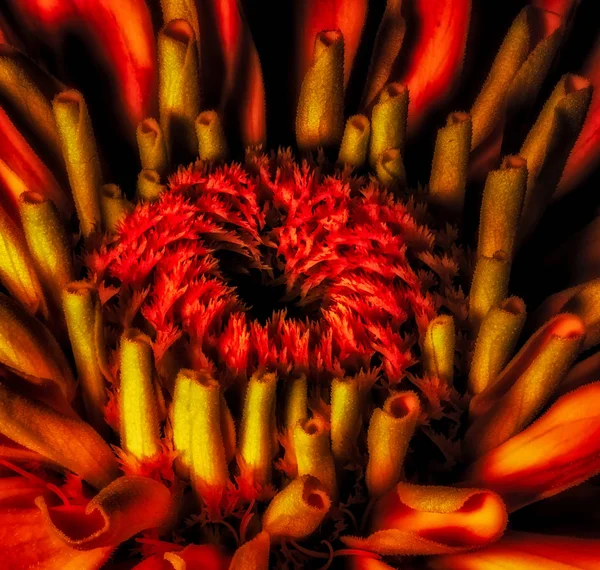 Floral fine art still life detailed color flower macro portrait of a the inner of a single isolated red blooming zinnia blossom with fine details taken in summer or spring