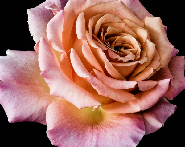 Color Pastel Bodegón Floral Macro Rosa Retrato Una Sola Flor — Foto de Stock
