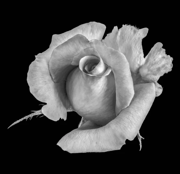 Monokróm Képzőművészeti Csendélet Virágos Makró Rózsa Portréja Egyetlen Elszigetelt Virágzó — Stock Fotó