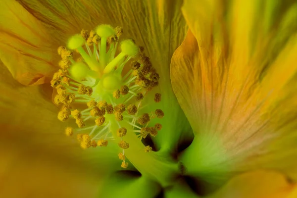 Fine Art Still Life Floral Neon Colorful Macro Flower Image — Stock Photo, Image