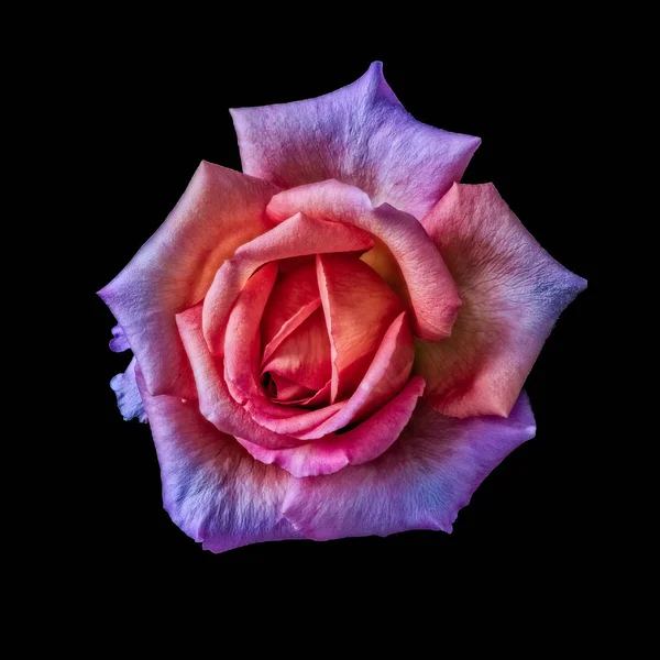 Nature Morte Colorée Art Floral Macro Fleur Portrait Une Seule — Photo