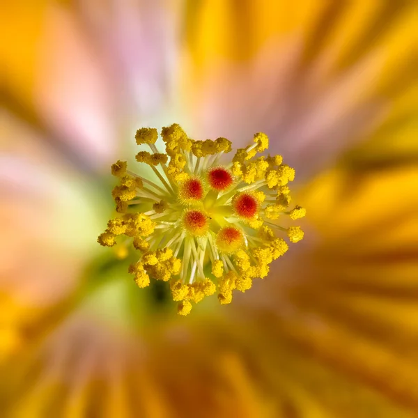 ぼやけた自然な背景を持つ開花オレンジ赤い黄色の黄色の紫のハイビスカスの花の内側のファインアート静物色マクロ画像 — ストック写真