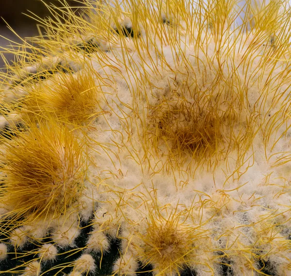 Přírodní Flóra Barevný Kaktus Makro Portrét Jedné Izolované Notokaktuss Leninghausii — Stock fotografie