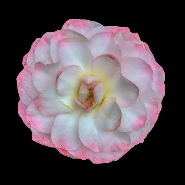 Fine Art Stillleben Blumen Pastell Farbe Blüte Makro Porträt Einer — Stockfoto