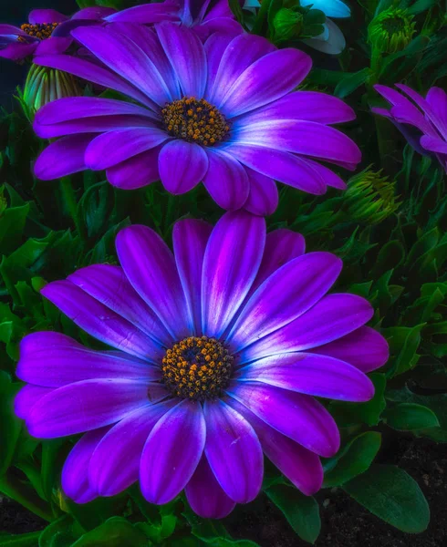 Fine Art Still Life Color Flower Macro Set Four Isolated — Stock Photo, Image