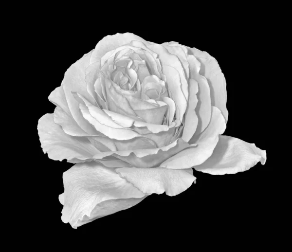 单色美术静生宏的单一孤立的白色玫瑰花朵在黑色背景与复古绘画风格的详细纹理 — 图库照片