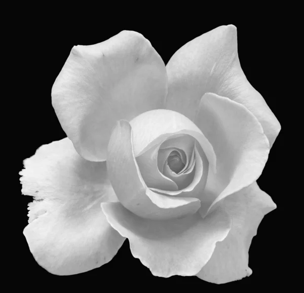 Floral Fine Art Martwa Natura Monochromatyczne Makro Jednego Izolowanego Białego — Zdjęcie stockowe