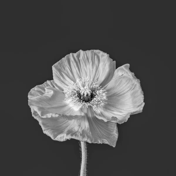 Surrealistische Vintage Satijn Silk Poppy Blossom Floral Fine Art Stilleven — Stockfoto