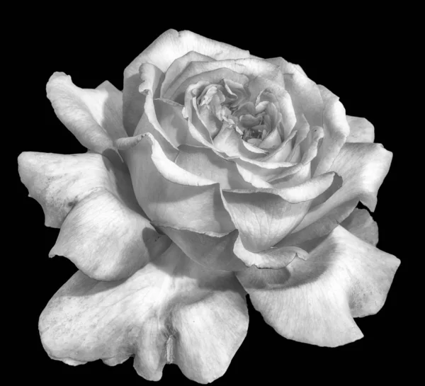 Monochrome Rose Blossom Black Background Still Life Floral Macro Flower — Stock Photo, Image