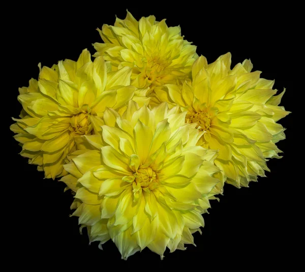 Fine art still life macro color flower portrait of four yellow blooming large cactus dahlia blossoms isolated on black background in bright sunshine