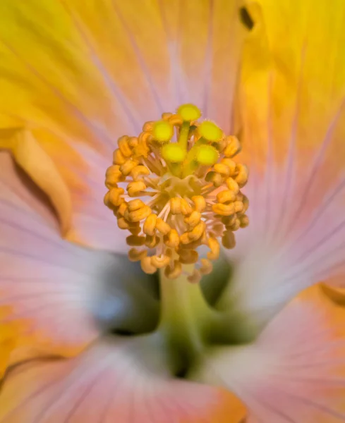 花のファインアートはまだ生命の色内側のハイビスカスの花マクロの単一の孤立した開花黄色のオレンジの花の明るい色で — ストック写真