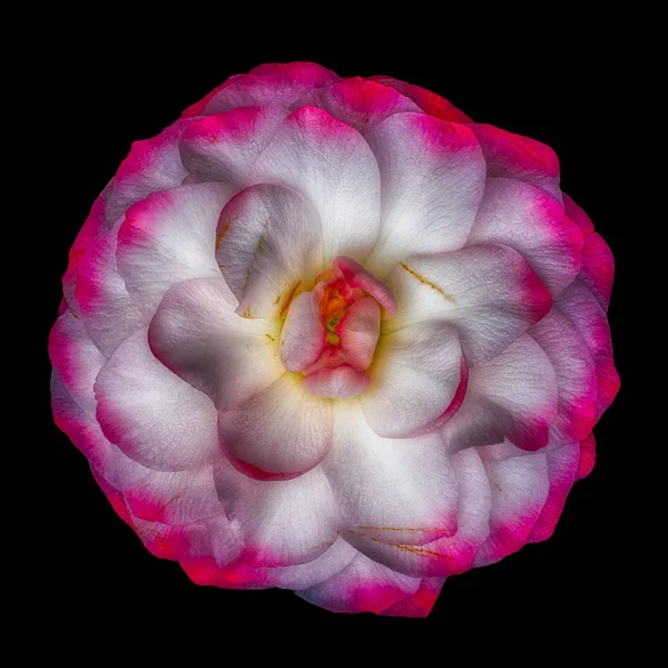 Fine Art Stillleben Blumen Hell Bunte Blüte Makro Porträt Einer — Stockfoto