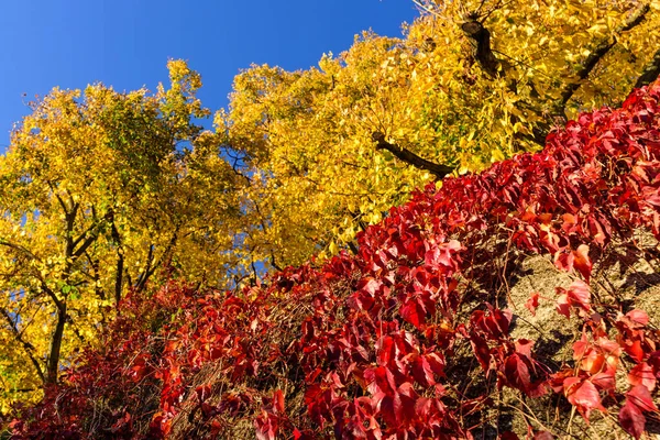 Helle Farbe Freien Herbst Naturbild Von Gelben Kalk Und Eine — Stockfoto