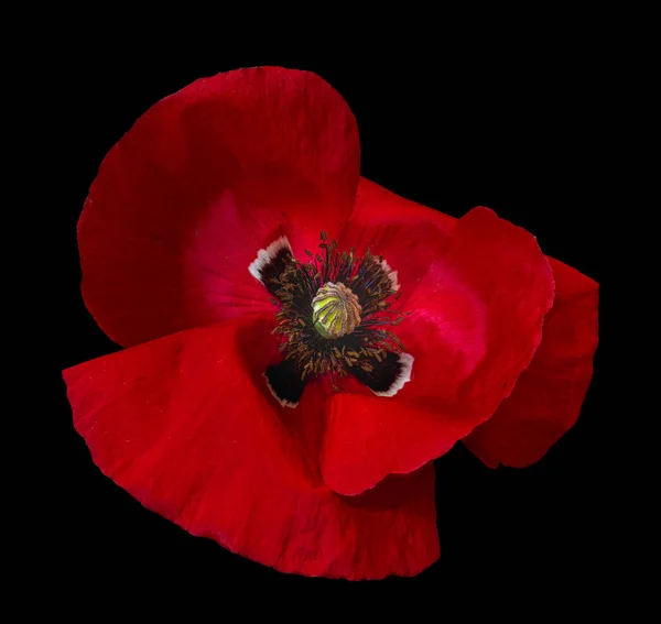 Siyah arka plan üzerinde izole kırmızı parlak haşhaş çiçeği makro — Stok fotoğraf