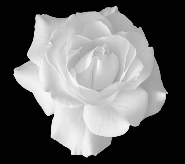 Jasny wysoki klucz monochromatyczny Róża kwitnąć makro na czarny z powrotem — Zdjęcie stockowe