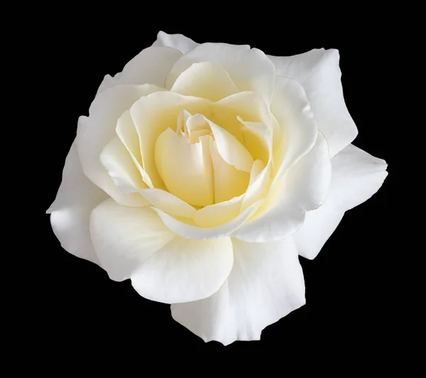 Macro of a yellow white rose isolated on black background — Stock Photo, Image