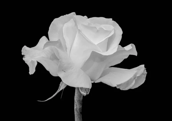 Macro fleur de rose blanche isolée sur fond noir, beaux-arts — Photo