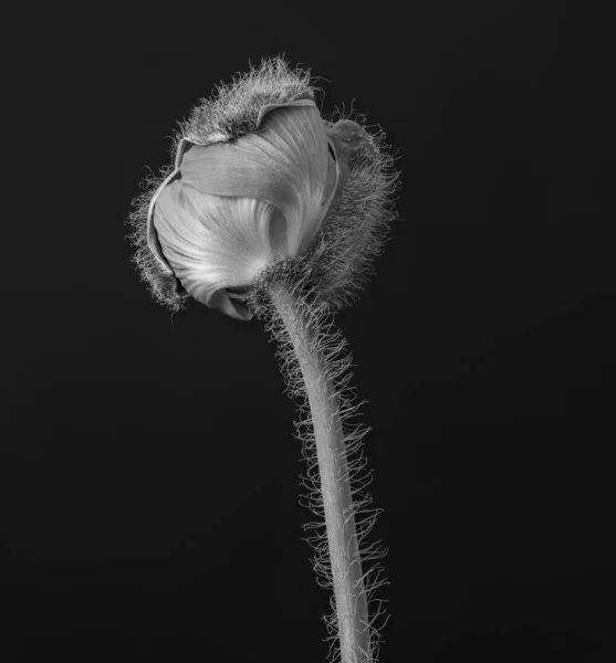 macro of a single isolated young hatching iceland poppy blossom