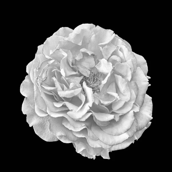 Macro fleur de rose blanche monochrome sur fond noir — Photo