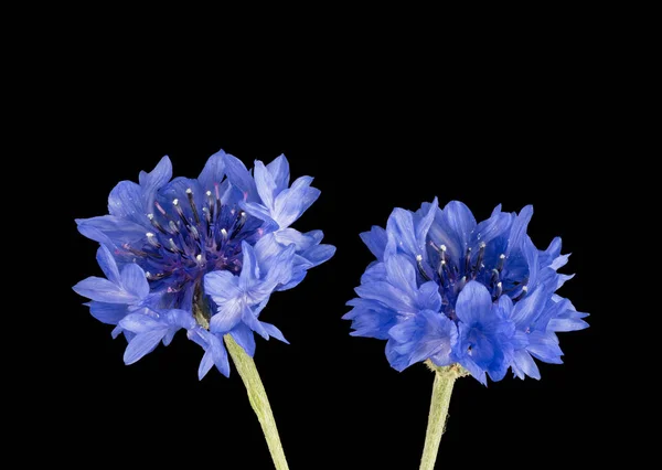 孤立した青いトウモロコシの花のペアの芸術的マクロ — ストック写真